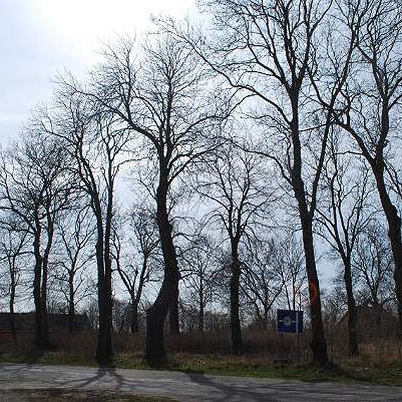 Porz�dkowanie nieczynnego cmentarza w Jarszewie