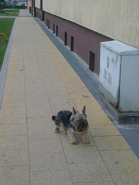 Pies rasy Yorkshire Terrier szuka w�a�ciciela!