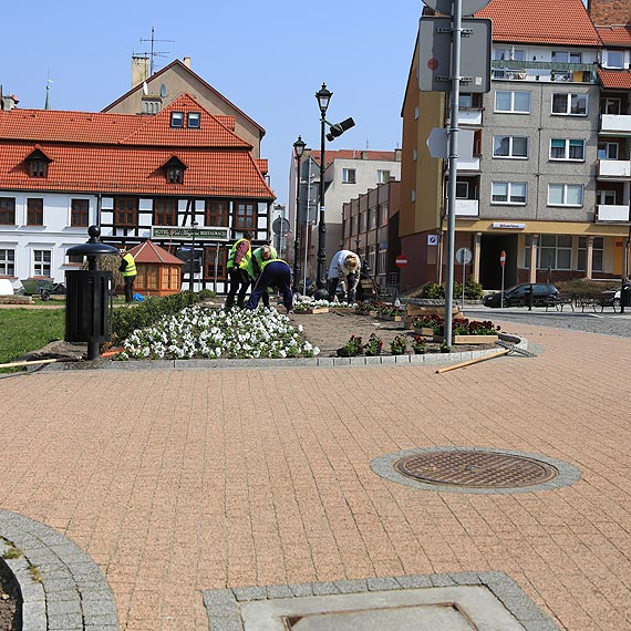 W Kamieniu Pomorskim ruszy�o wiosenne sadzenie. Posadz� 10 tysi�cy kwiat�w!