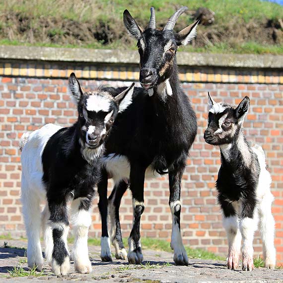 Powi�kszy�o si� stadko w Forcie Gerharda. Zobacz film!