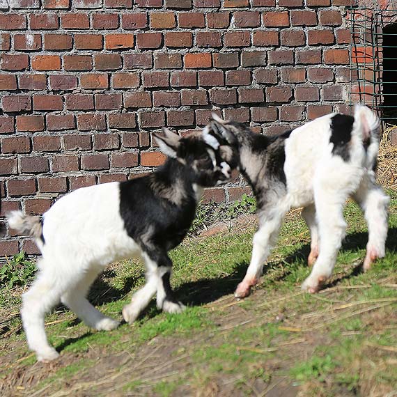 Powi�kszy�o si� stadko w Forcie Gerharda. Zobacz film!