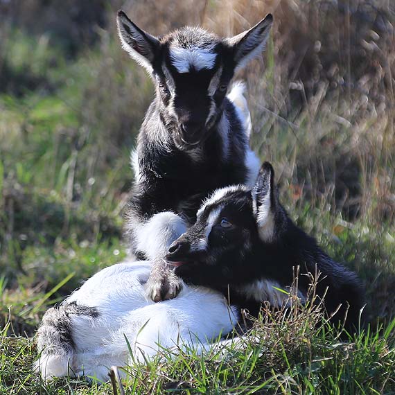 Powi�kszy�o si� stadko w Forcie Gerharda. Zobacz film!