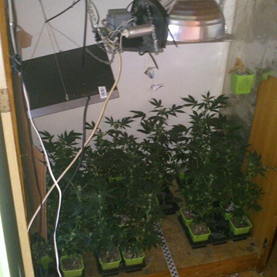  W Bia�ogardzie 30-letni m�czyzna w szafie uprawia� konopie