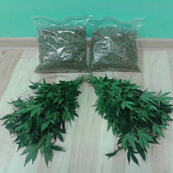 W Białogardzie 30-letni mężczyzna w szafie uprawiał konopie