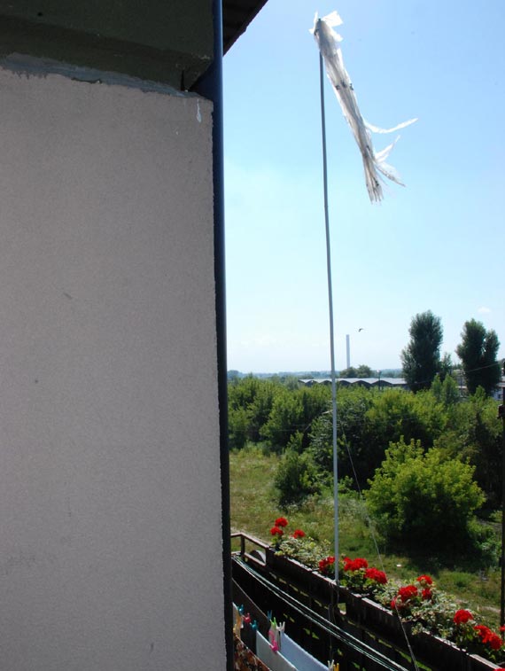 Co najczęściej brudzą gołębie i jak je przepędzić?