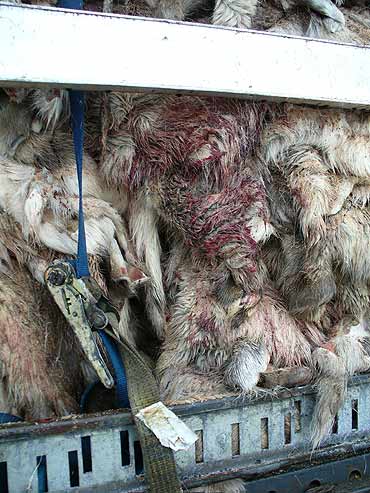 Celnicy zatrzymali przemyt sk�r z renifer�w