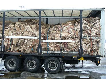 Celnicy zatrzymali przemyt sk�r z renifer�w