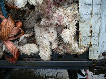 Celnicy zatrzymali przemyt sk�r z renifer�w