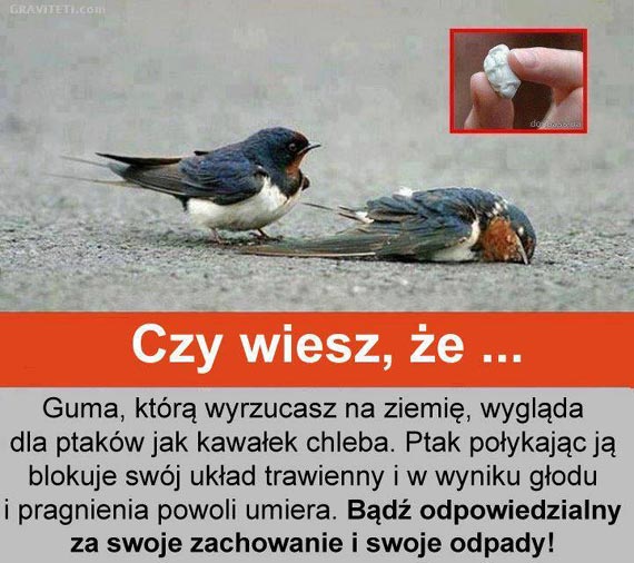 Gum� do �ucia wyrzucaj zawsze do kosza na �mieci. Dlaczego?