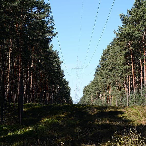 Czytelnik: Dlaczego linie energetyczne przebiegają tak blisko wysokich drzew?