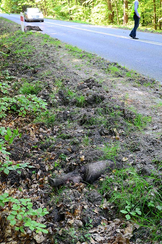 19- latek z Wolina na trasie z Wisełki do Międzyzdrojów uderzył w dzika. Trafił do szpitala