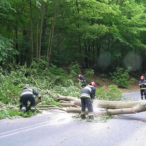 Porywisty wiatr powala drzewa na terenie ca�ego powiatu. Stra�acy maj� pe�ne r�ce roboty