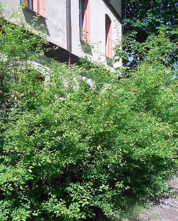 Starostwo Powiatowe i jego zaniedbane nieruchomo�ci