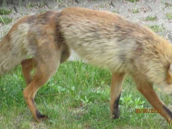 Trochę jak w slumsach