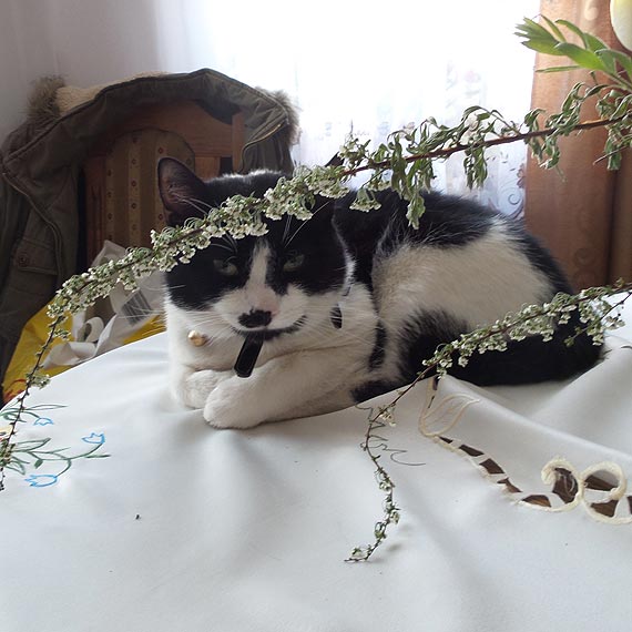 Kotek zagin�� w Kamieniu Pomorskim. W�a�ciciele prosz� o pomoc 