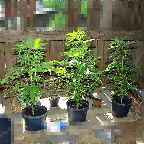 20 – latek uprawia� konopie na strychu. Teraz gro�� mu dwa lata za kratkami