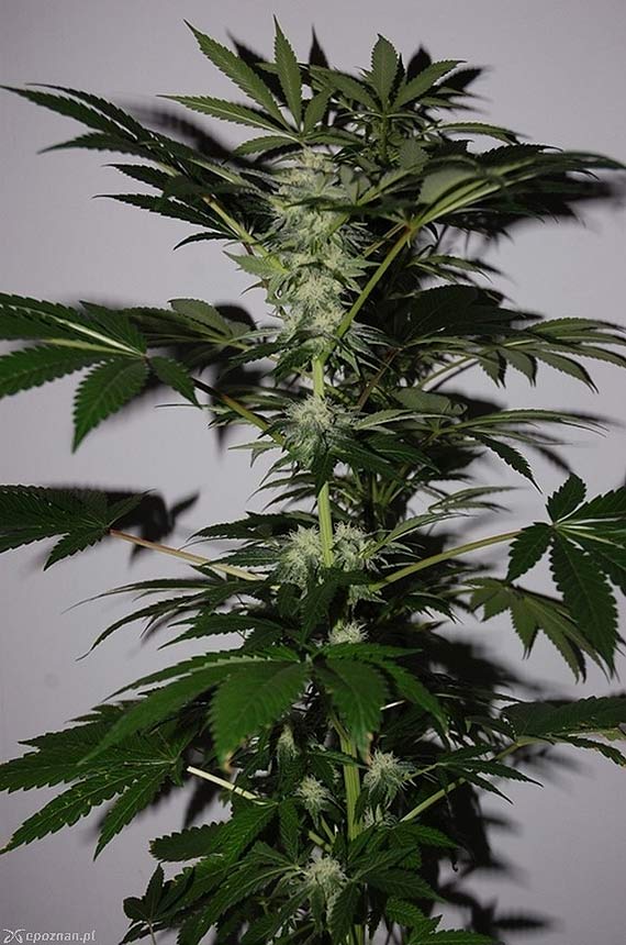 Uprawia� w domu konopie