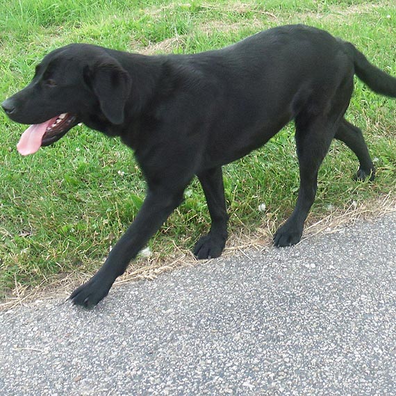 Znaleziono mod czarn suczk rasy Labrador