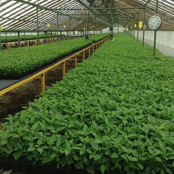 Grzegorz �apanowski w ojczy�nie sos�w TABASCO®