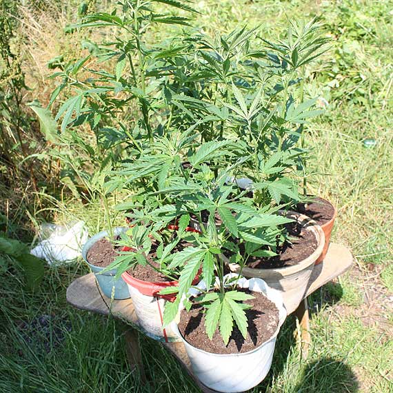 Jeden uprawia� konopie w mieszkaniu, drugi w ogrodzie