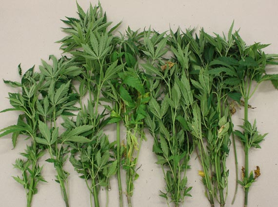 Jeden uprawia� konopie w mieszkaniu, drugi w ogrodzie