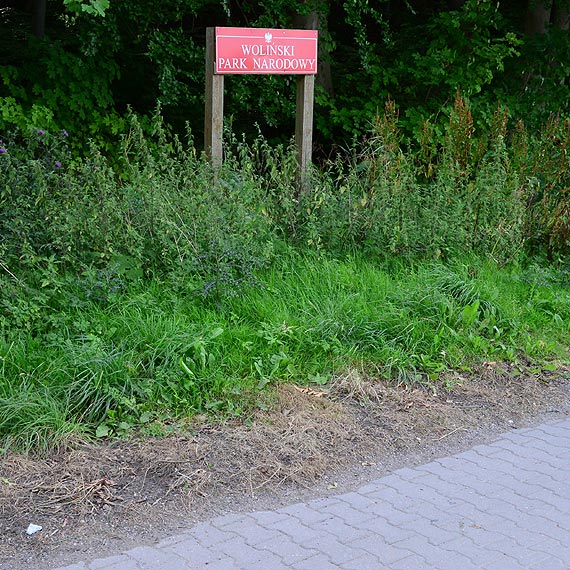 Czytelnik: Pobocza ścieżek rowerowych i chodników spryskane zostały herbicydem