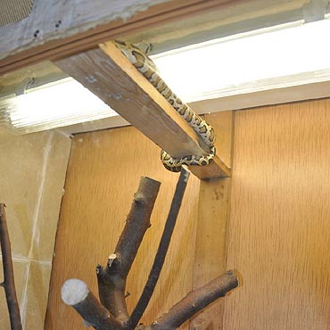 Uprawiali konopie indyjskie i hodowali pytona kr�lewskiego