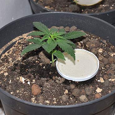 Uprawiali konopie indyjskie i hodowali pytona kr�lewskiego