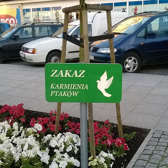 Dlaczego nie można dokarmiać ptactwa na Kamieńskim rynku?