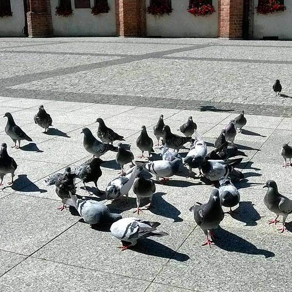 Dlaczego nie można dokarmiać ptactwa na Kamieńskim rynku?