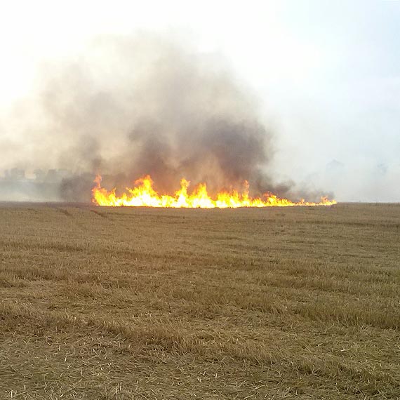 ywio pochon dziesitki hektarw zboa na Wyspie Chrzszczewskiej. Zobacz film z drona!