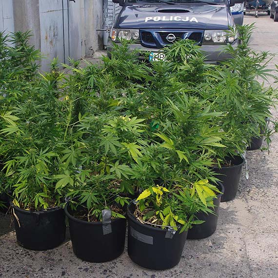 Policjanci zlikwidowali kolejn� plantacj� konopi