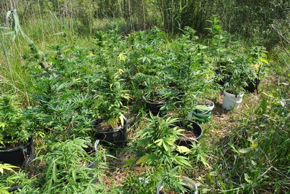 Policjanci zlikwidowali kolejn� plantacj� konopi