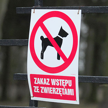 Po cmentarzu spacerują z psami