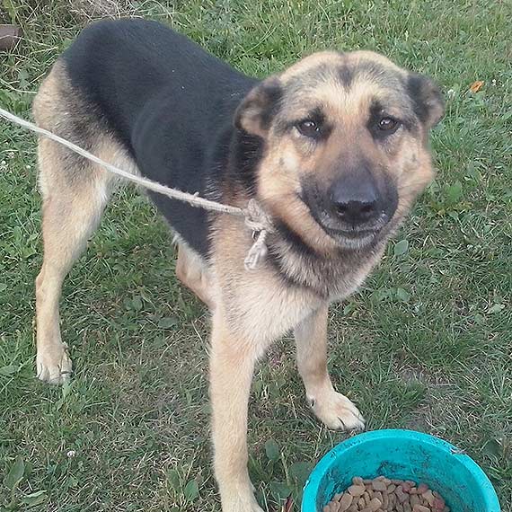 Trzebieszewo: Znaleziono suczkę - szukamy właściciela