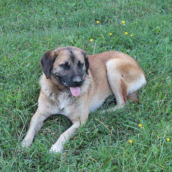 Świerzno: Znaleziono psa - szukamy właściciela