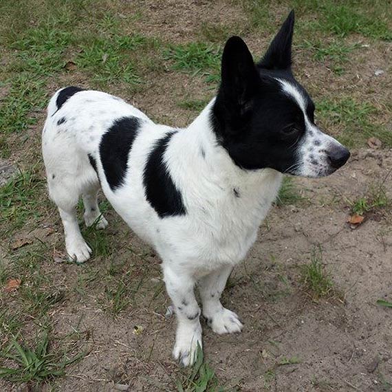 Warnowo: psia zguba szuka w�a�ciciela