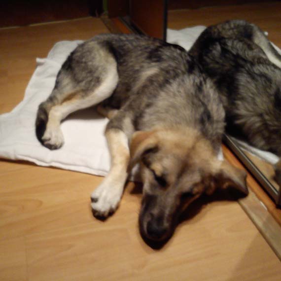 W Stuchowie znaleziono psa. Szukamy jego właściciela