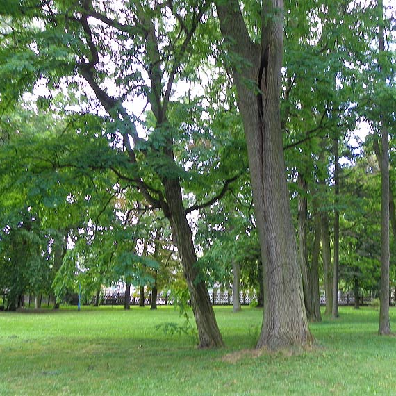 Kto rozwiąże problem pękniętego drzewa?