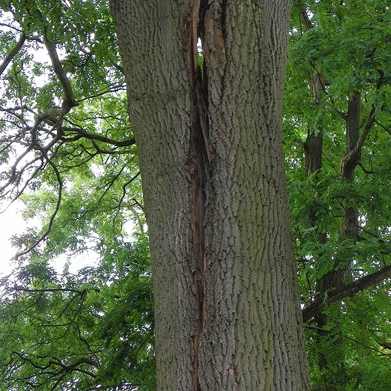 Kto rozwiąże problem pękniętego drzewa?