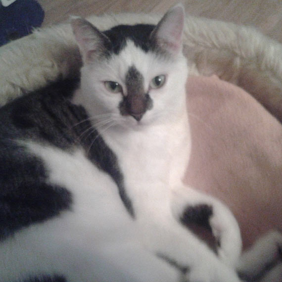 Wolin: Zagin�a kotka. Dla znalazcy przewidziana nagroda!