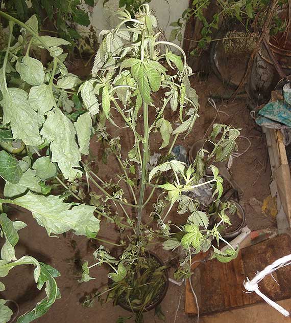 Areszt za upraw� konopi