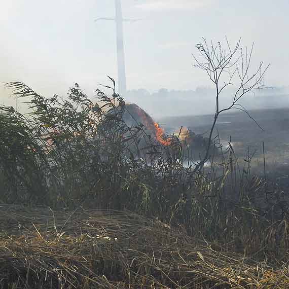 P�onie siano pod Skarchowem 