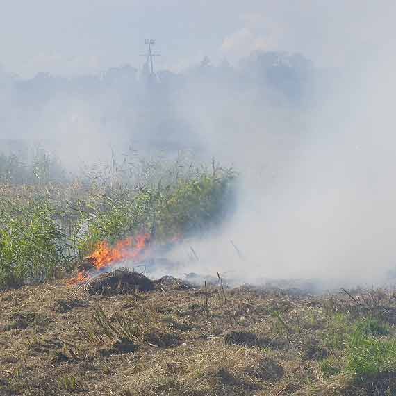 P�onie siano pod Skarchowem 