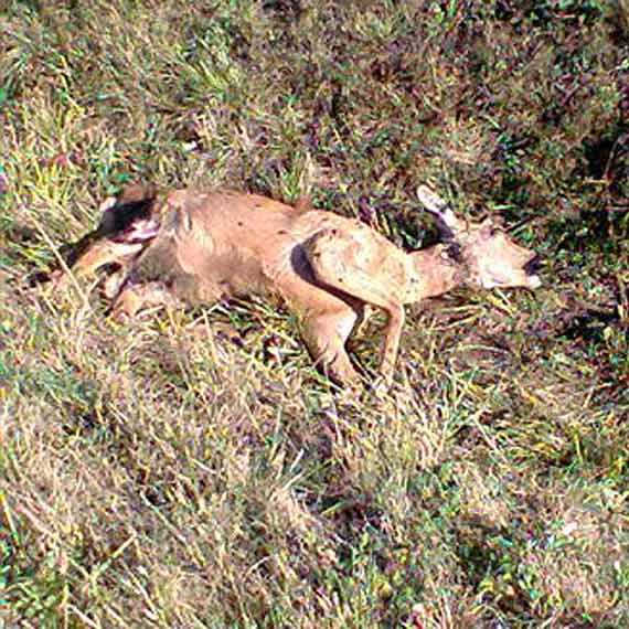 Martwa sarna le�y w rowie od kilku dni