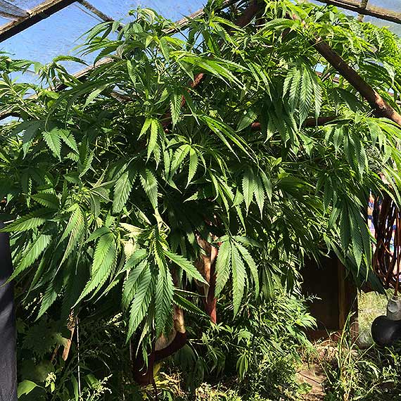 Uprawia� konopie indyjskie na dzia�ce ogrodowej