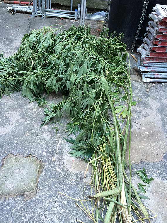 Uprawia� konopie indyjskie na dzia�ce ogrodowej