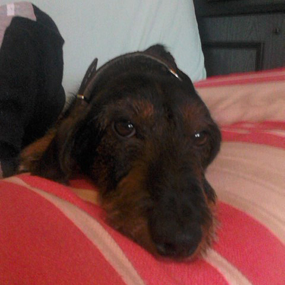 Babigoszcz: Znaleziono psa, szukamy w�a�ciciela