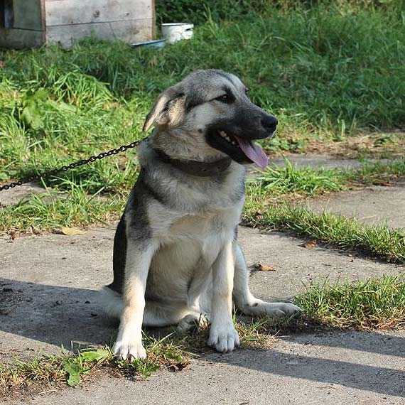 Stuchowo: Przyb��ka�a si� suczka