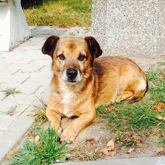 Pod PGK w Kamieniu Pomorskim błąka się piesek